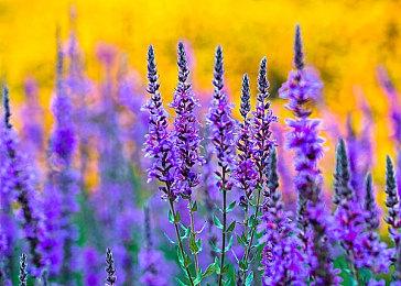 日本一新作预告网站更新 女主人公登场 增加可调查物品